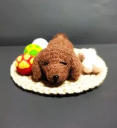 犬　居眠り　トイプードル　茶色