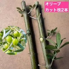 オリーブ切り枝 挿し木用 太木挿し 挿し穂 - メルカリ