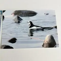 【即購入可能】L版ハクセキレイの写真