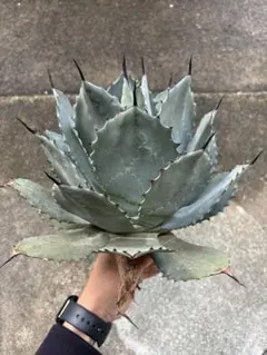 アガベ　パリー　ハイブリッド　ホーチエンシス✖️オバティフォリアフロスティブルー アガベ パリー ハイブリッド ホーチエンシス✖️オバティ