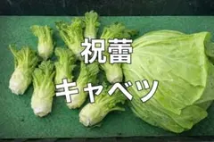 【農薬不使用/80サイズ発送】キャベツ1玉と祝蕾（つぼみ菜）1.2kgのセット
