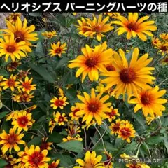 kurumi**様 リクエスト 2点 まとめ商品