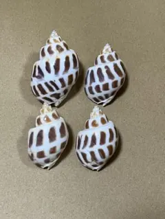 貝殻 4個セット