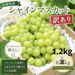 山梨県産 シャインマスカット 訳あり 約1kg コンパクトボックス - メルカリ