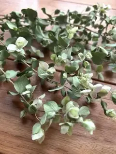 オレガノドライフラワー　花材のサムネイル