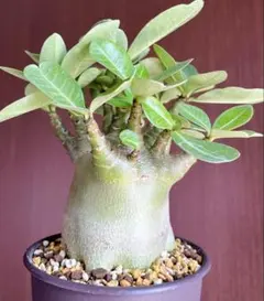 【ドワーフ/極太】 アデニウム アラビカム ゴジTG鉢植え A-21