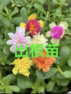 2026年最新】花苗の人気アイテム - メルカリ