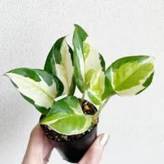 ミホ様 リクエスト 2点 まとめ商品