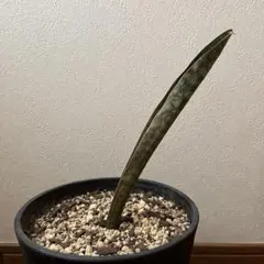 希少品種 サンスベリア キルキーコパトーンのサムネイル
