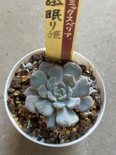 多肉植物　エケベリア　おらいさん　ミックスベリア　眠り姫