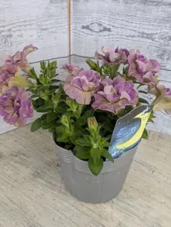 残り５ポット【希少】AOKAEN　栄養系八重咲ペチュニアミカパッショングレープ