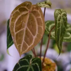 アンスリウム　ZARA x ZARA ドックブロックタグ付き アンスリウム ドックブロック ZARA x ZARA Anthurium Zara '3' x Zara