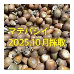 マテバシイ 2025年10月採取 85個