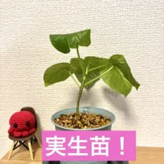 ぺろこ様 リクエスト 3点 まとめ商品