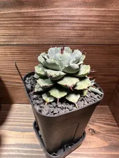 ［専用］アガベ 子株 セット 2025年最新】アガベ 子株 セットの人気アイテム - メルカリ