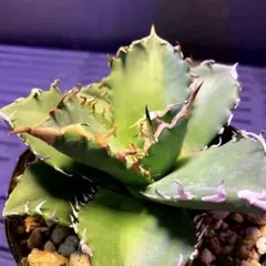 2026年最新】アガベ悪魔くんの人気アイテム - メルカリ