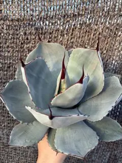 2025年最新】アガベ パリートランカータの人気アイテム - メルカリ