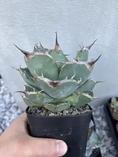 【メルカリ便】大きめチタノタ8種セット♩鉢ごと発送 ネームタグ付 2025年最新】アガベ チタノタ セットの人気アイテム - メルカリ