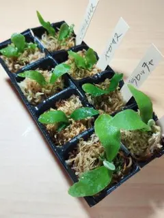 2026年最新】FSQ ビカクシダの人気アイテム - メルカリ