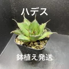 アガベ　チタノタ　ハデス極上株　鉢植え発送 アガベ・チタノタ「ハデス」の子株購入と成長記録 | アガベの