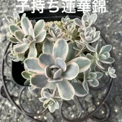 2026年最新】子持ち蓮華錦の人気アイテム - メルカリ