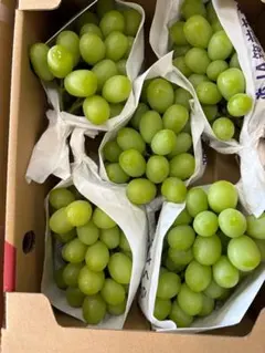 香川 高級 シャインマスカット 約5kg 6-8房 大房 種なし 皮ごと ぶどう