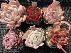 可愛い❤︎多肉植物セット⑦