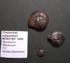 本物】魚の化石 ナイティア 5000万年前 グリーンリバー層 標本 - メルカリ