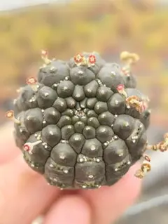 ともえ様 リクエスト 2点 まとめ商品