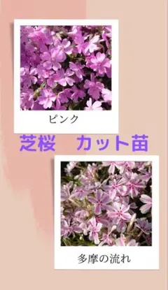 増量中！！！芝桜　カット苗　2種類のサムネイル