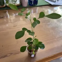 みーさん様 リクエスト 2点 まとめ商品