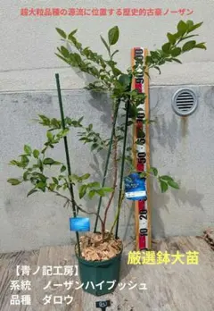 66【青ノ記工房】スタンレー ノーザンハイブッシュ系ブルーベリー大苗