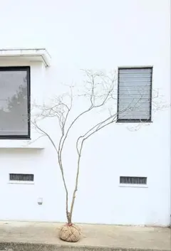 2026年最新】山採り ツツジの人気アイテム - メルカリ