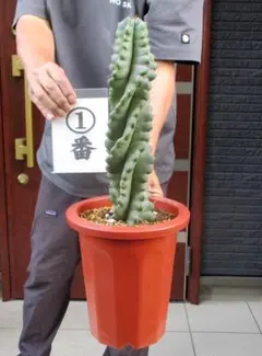 コ*ア様 セレウス スピラリス　極上3本セット　サボテン 柱サボテン　金鯱 カク コ*ア様 セレウス スピラリス 極上3本セット サボテン 柱