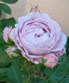 D 切り花品種 挿し木苗 薔薇 バラ - メルカリ