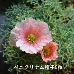 2026年最新】ムルチフィズムの人気アイテム - メルカリ