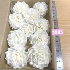 ソラフラワー　1885