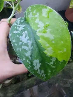 2025年最新】scindapsus スキンダプサスの人気アイテム - メルカリ