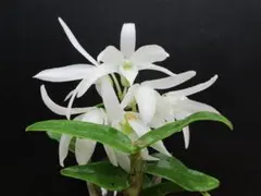 2025年最新】風蘭 大株の人気アイテム - メルカリ