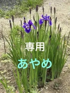 ユキ様 リクエスト 2点 まとめ商品