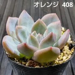 オレンジモンロー 422 エケベリア 多肉植物 抜き苗 - メルカリ