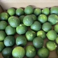 すだちの代用青ミカン45個のサムネイル