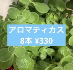 アロマティカス カット苗 8本のサムネイル