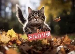ホヤ　カウダータ　スマトラ 2号プラ鉢植え　サクララン　メルカリ便のサムネイル