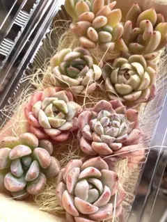 現品のみ❣️ピンク系8苗詰め合わせセット❣️多肉 韓国苗 寄せ植え カット苗