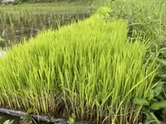 자연 재배한 찹쌀 모종 (상자에 담음) 최종 ❗️