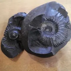 2026年最新】ネパール アンモナイトの人気アイテム - メルカリ