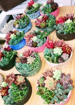 ［10セット限定］多肉植物カット苗セット①