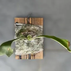 ビカクシダ Jim's子株板付け 観葉植物のサムネイル