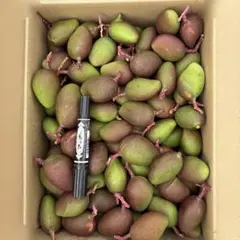 2026年最新】摘果マンゴーの人気アイテム - メルカリ